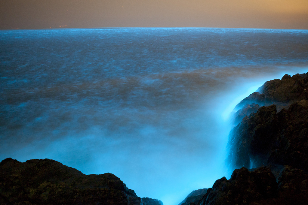 夜光藻經過浪的驚擾發出淡藍色螢光