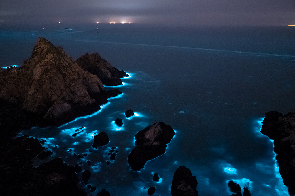 大砲連附近沙灘的藍眼淚